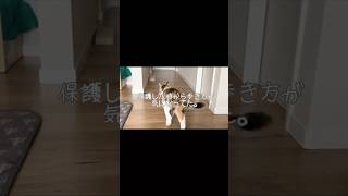 保護猫ちゃんの歩き方が… #ねこ #ねこのいる生活 #大家族