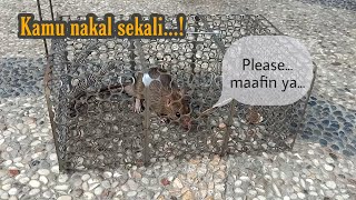 Download lagu How to Catch Mice with a Mousetrap Tutorial | Baiting a Mousetrap mp3