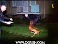 pitbull attacks the stupid owner (i think)