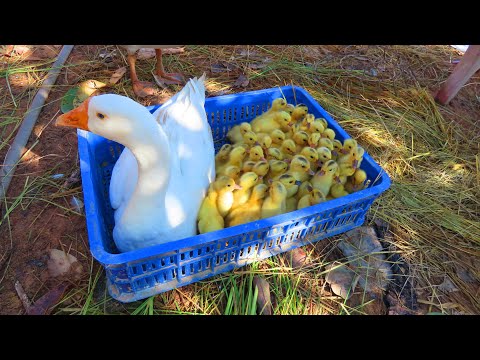 Amazing Pekin Duckling Hatching From Eggs - Nee Lovely Baby Duck Born