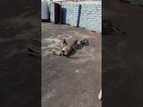 funny cat fight 2023🤪 #viral #trending #ytshorts #shortvideo #cat #funnyvideo #shorts #youtubeshorts