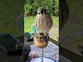 American Kestrel (Falco sparverius)