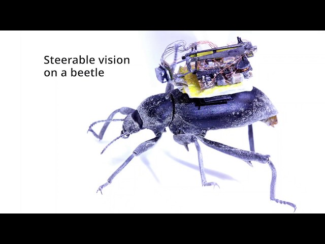 Крошечная «камера в рюкзачке» позволит взглянуть на мир глазами жуков