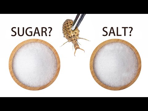 Can Antlions Build Traps in Sugar or Salt? (You Won’t Believe What Happens!)