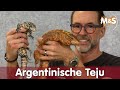 Rote Schwarzweiße Teju Salvator Rufescens Merianae Reptil TV