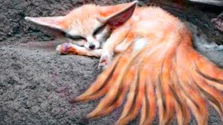15 Foxes You Won’t Believe Actually Exist