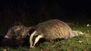 preview picture of video 'Speyside Dusk Watch - Badger- Red Deer -Pine Marten! An excellent evening.'