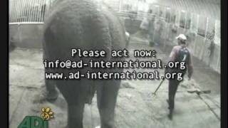 Annie the Elephant Beaten, Kicked and Abused in Undercover Footage