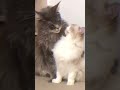 Cats Kissing Are You Falling In Love
