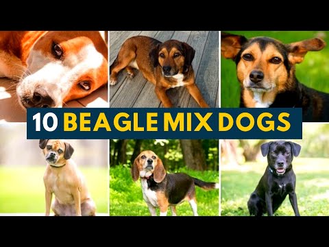 10 Of the Best Beagle Mixes In All Shapes, Sizes And Colors!