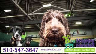 Happy Hound Play & Daycare Overview