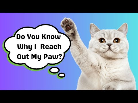 Why Your Cat Reaches Out With Their Paw