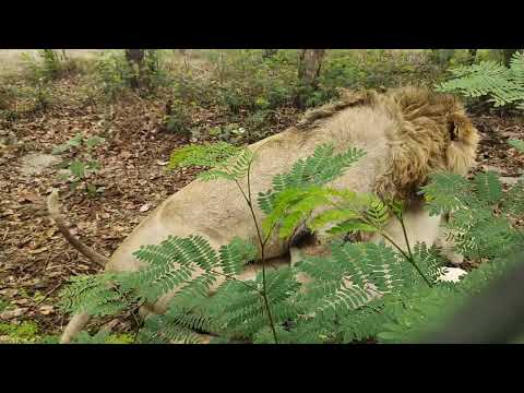 Lion Mating | Mating Lions | Lion Mating White Lioness | Lion Roars while Mating | Lion Mating Sound