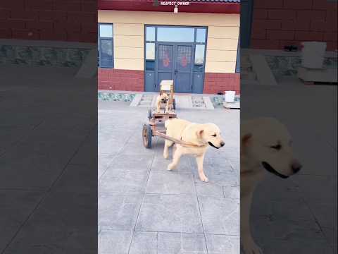Owner Dogs Followed Him in Tiny Cars 😳