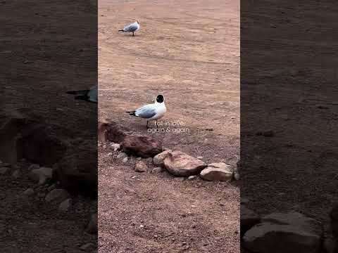 #chile #sanpedrodeatacama #travel