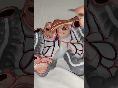 Darmabschnitte kurz erklärt. Anatomie des Menschen wo liegen die Organe. Dünndarm & Dickdarm erklärt