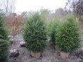 Canadian Hemlock Trees Bucks County Pa