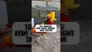 Download lagu Mangatasi Ayam Golden Pheasant Susah Bertelur #goldenpheasant #hewanpeliharaan #shorts mp3 Download lagu Mangatasi Ayam Golden Pheasant Susah Bertelur #goldenpheasant #hewanpeliharaan #shorts mp3