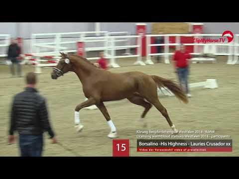15 Hengst v. Borsalino - His Highness - Lauries Crusador xx
