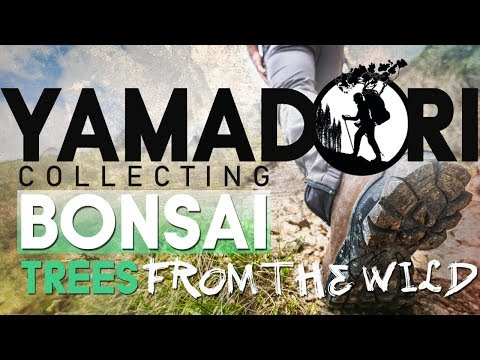 YAMADORI - Collecting Bonsai Trees From The Forest