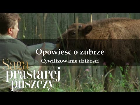 Saga prastarej puszczy 04 Opowieść o żubrze Cywilizowanie dzikości