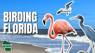 Exciting Birding Finds at Florida's Space Coast!
