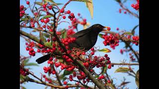 Download lagu EP5 Blackbird - Bird Song mp3 Download lagu EP5 Blackbird - Bird Song mp3