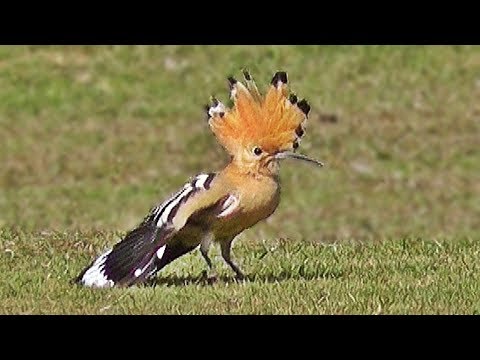 download lagu mp3 mp4 Crested Hoopoe, download lagu Crested Hoopoe gratis, unduh video klip Crested Hoopoe