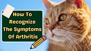 Does My Cat Have Arthritis (IMPORTANT SIGNS TO KNOW!)