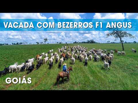 VACADA COM BEZERROS CRUZADOS F1 DE TOURO ANGUS AO PÉ