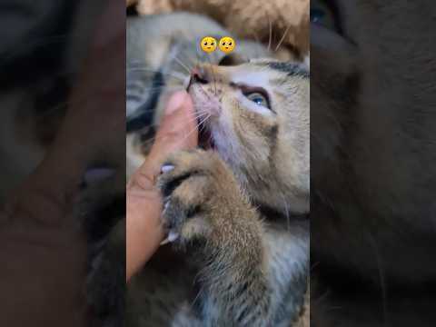 Yeh kya kar diyaa #cute #cats