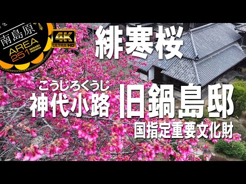緋寒桜｜旧鍋島邸｜神代小路｜重要文化財｜雲仙市国見町