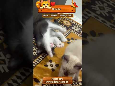 Vídeo de Gatinha