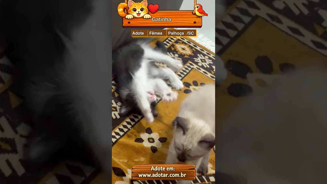 Gato raça SRD-ViraLata idade Abaixo de 2 meses nome Gatinha
