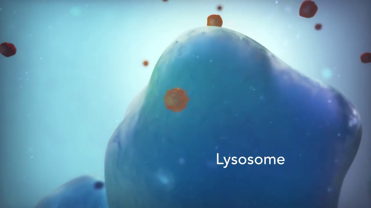 ชีววิทยาของเซลล์ lysosome & vacuole