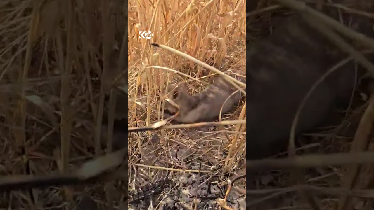 ڤیدیۆ | پاشماوەی دەغڵ و دانی جووتیارێک سووتاوە، بەڵام ئەوەی جێگەی سەرنجە شوێنی مانەوەی توتکە سەگێک نەسووتاوە