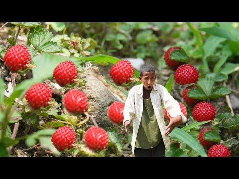 Hunting Wild Berries At Mountain Village Of Nepal