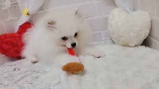 ポメラニアンの動画03
