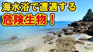 【海の事故対策】夏に知っておきたい海水浴場に潜む危険な場所と有毒生物たち