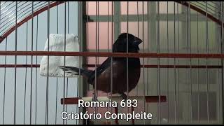 ROMARIA 683