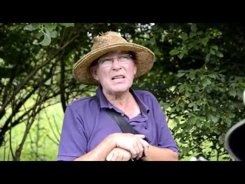 Knepp Wildland Oates and his purple emperor hunters