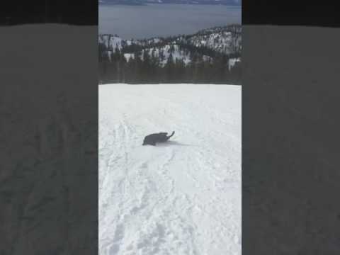 Dog Decides He No Longer Wants To Be A Dog And Is Just Gonna Be A Sled Instead