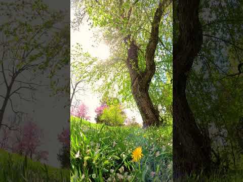 Peaceful Petals on the Wind