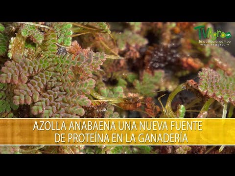 , title : 'Azolla Anabaena una Fuente de Proteina en la Ganaderia - TvAgro por Juan Gonzalo Angel Restrepo'