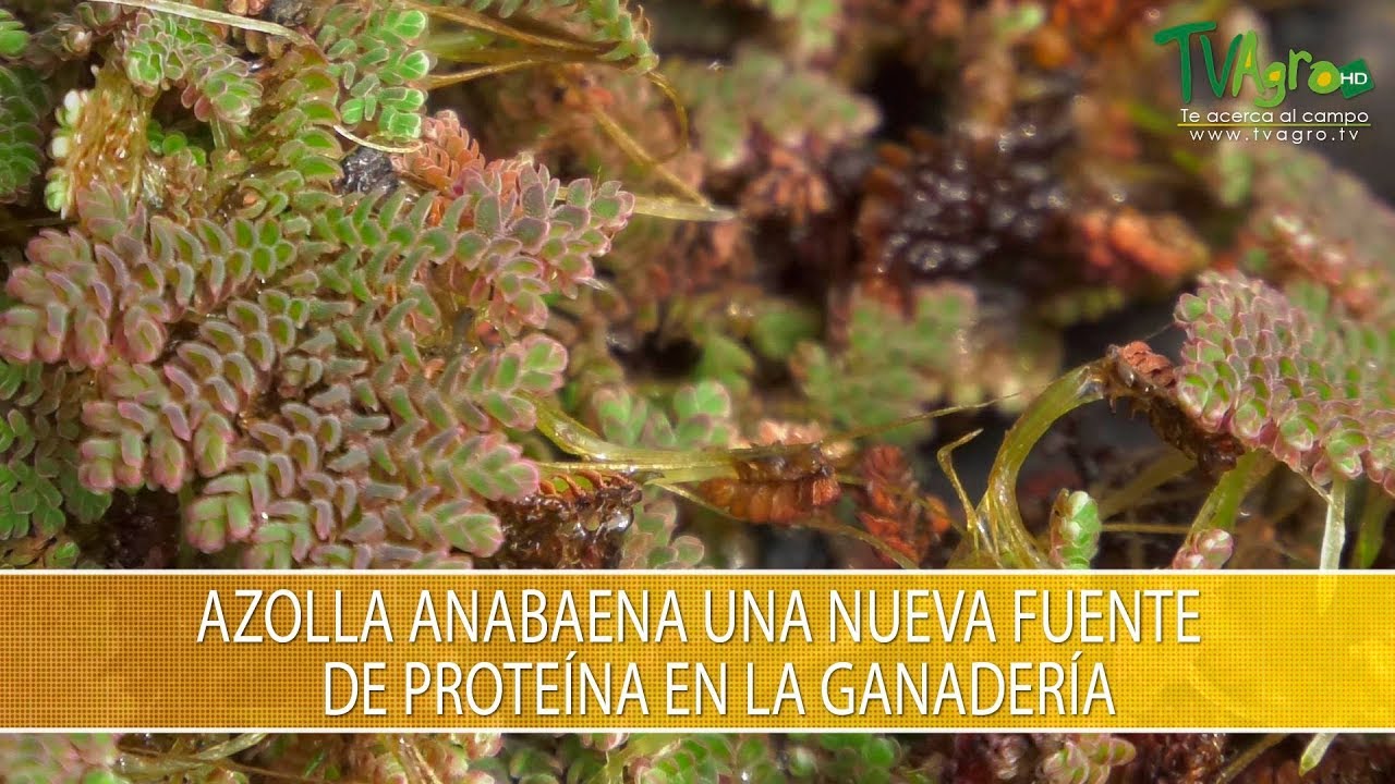 Azolla Anabaena una Fuente de Proteina en la Ganaderia - TvAgro por Juan Gonzalo Angel Restrepo