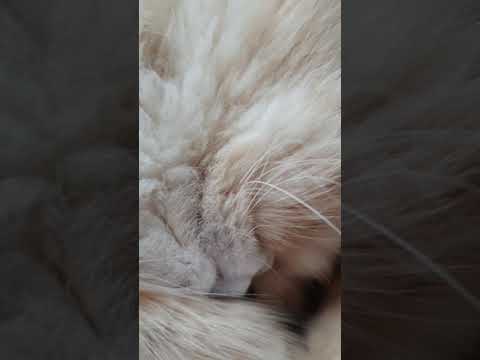 Snoring Persian cat 😂