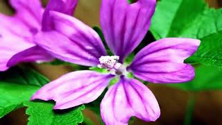 October 21st - Firstborn of Heaven