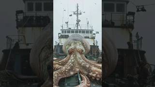 Download lagu Giant Octopus as Big as a Fishing Boat mp3 Download lagu Giant Octopus as Big as a Fishing Boat mp3