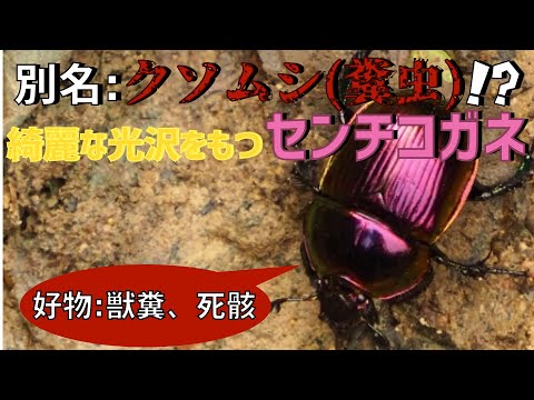 ハシブトインコ (Rhynchopsitta pachyrhyncha)