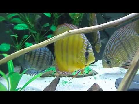 ErbsBrokkoliSpinatPüree für die Sturisoma's...